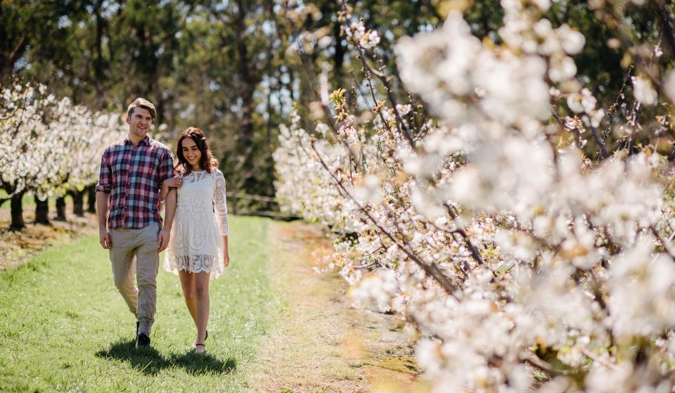 Feel The Romance Of Spring With This Cherry Blossom Festival In The Yarra Valley