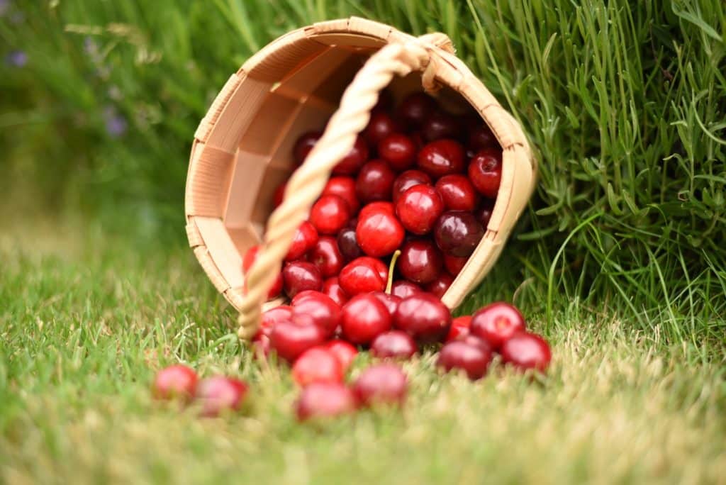 A Cherry Picking Festival Is Coming To Two Lovely Orchards In The Yarra Valley