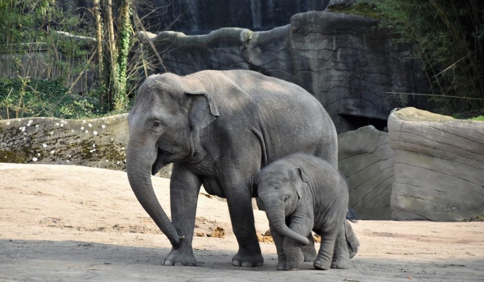 Three Endangered Asian Elephants At Melbourne Zoo Are Pregnant