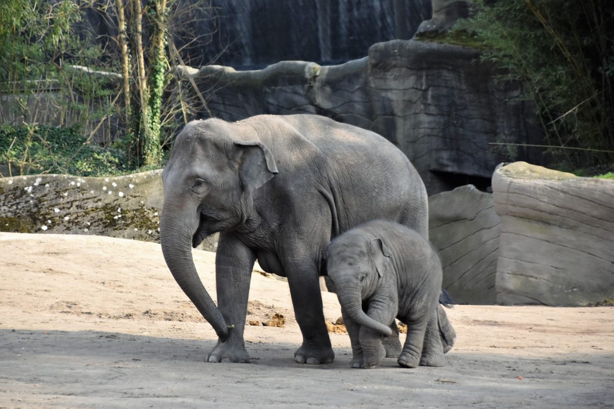 Three Endangered Asian Elephants At Melbourne Zoo Are Pregnant