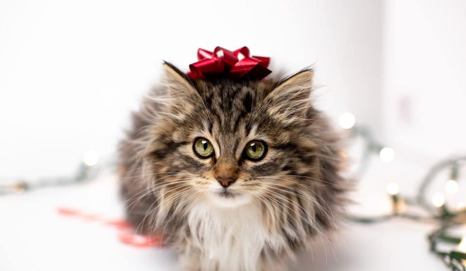 Have A Meowy Christmas With Cat Cuddling Sessions At This Pawsome Cat Shelter In Greensborough