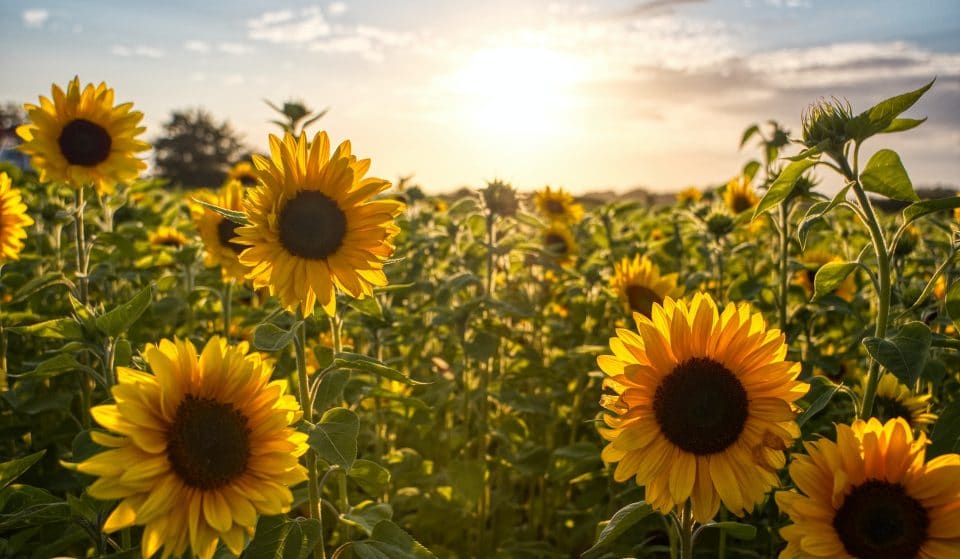 Everyone’s Favourite Sunflower Destination Is Blooming This Weekend