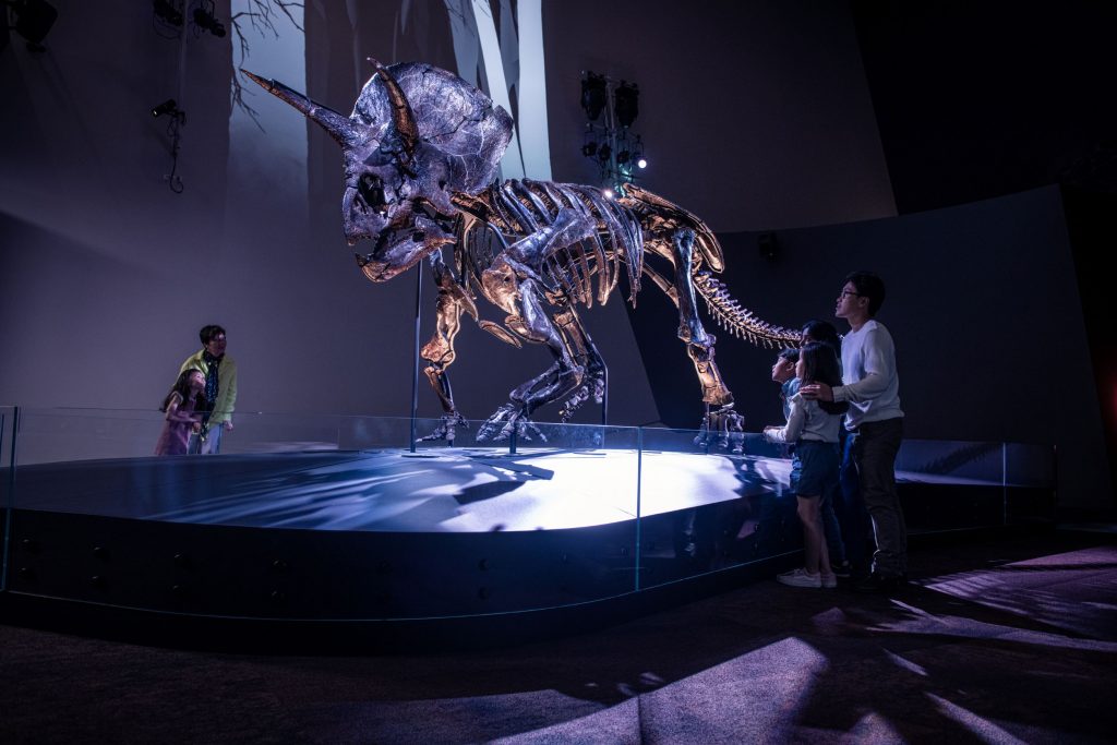 See The World’s Most Complete Triceratops Fossil At Melbourne Museum
