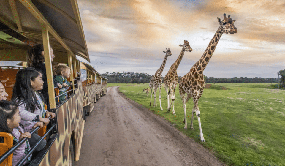 The Glorious Sunset Safari Is Back At Werribee Open Range Zoo