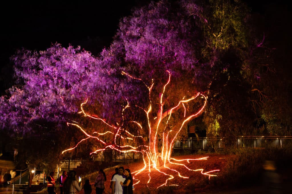 illuminated tree in wyndham park