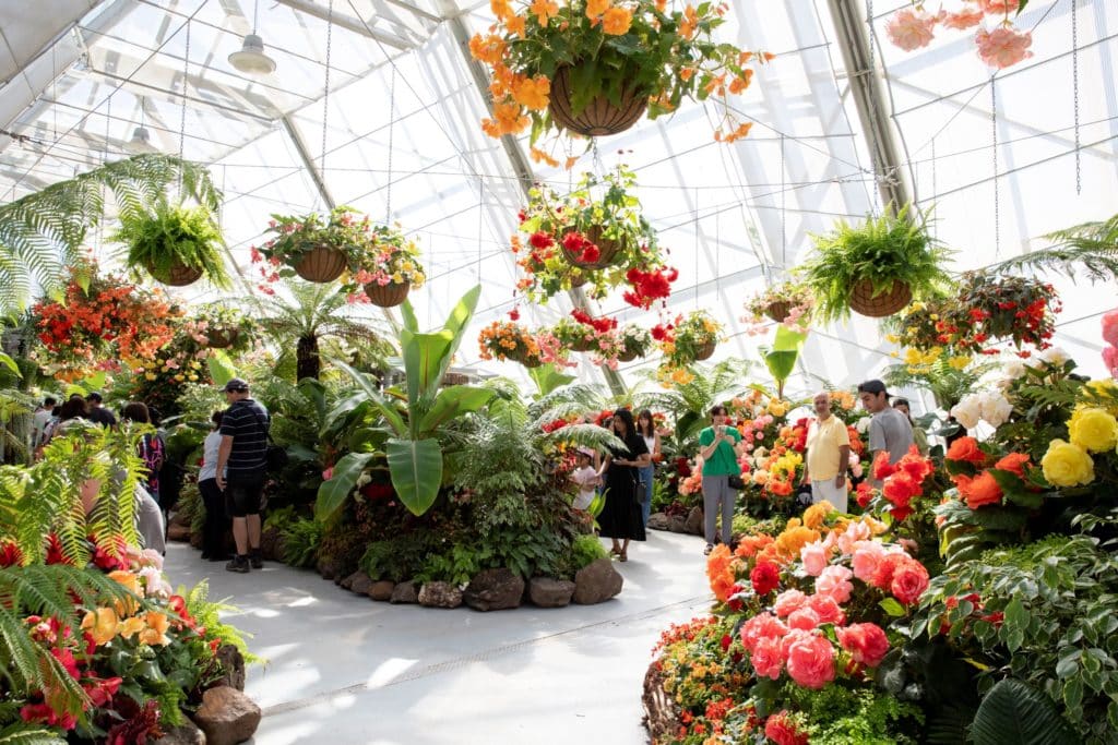 Be Blown Away By Bright Blooms At The Ballarat Begonia Festival This March