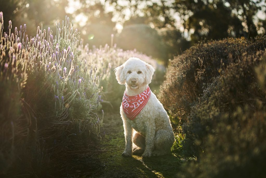 a white dog with a red bandana sitting patiently between lavender bushes at sunset