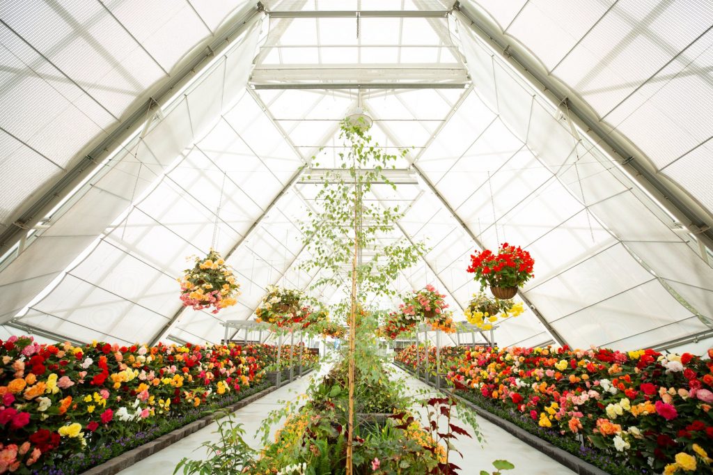 the begonia display in a greenhouse at Ballarat Begonia Festival