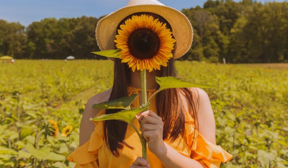 A Sunflower Festival Is Coming To Diggers Rest For One Weekend Only