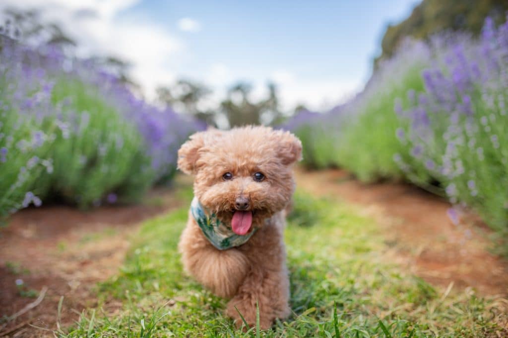 a small dog with its tongue out wearing a bandana and running towards the camera between rows of lavender at Warratina Lavender Farm