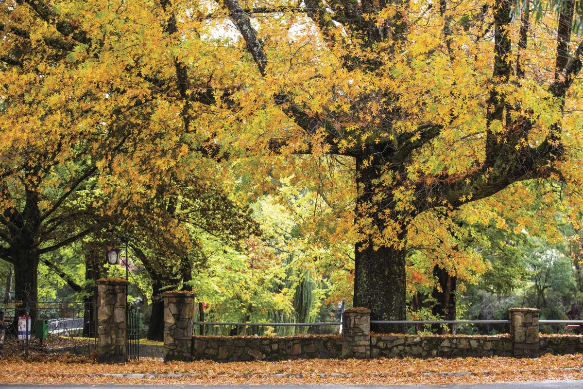 Drive Out For Ten Glorious Days Of Autumn Leaves And More At The Bright