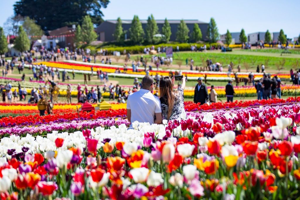 two tourists taking a photo surrounded by tulips
