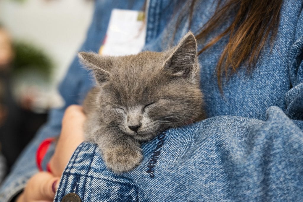 Cuddle With Cats And Have A Meow-vellous Time At The Melbourne Cat Lovers Show