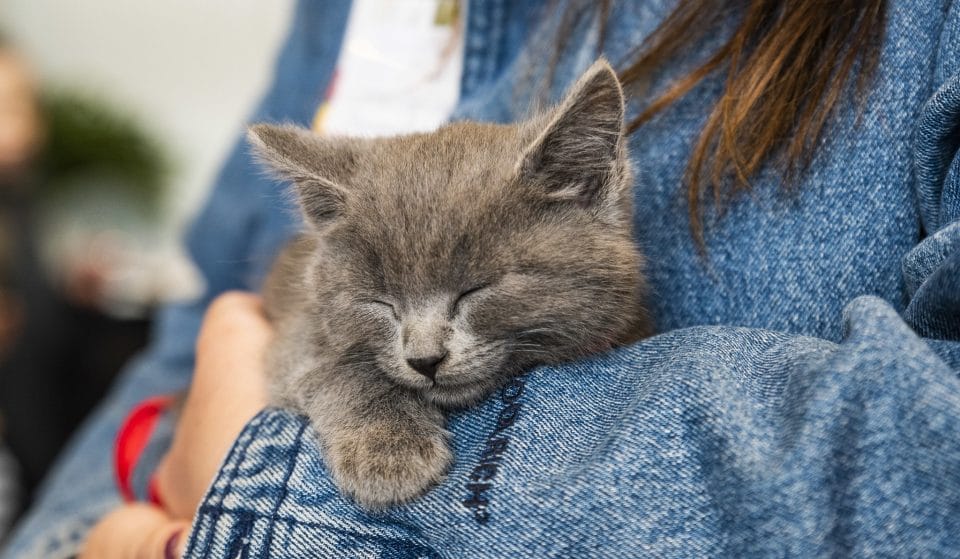 Cuddle With Cats And Have A Meow-vellous Time At The Melbourne Cat Lovers Show