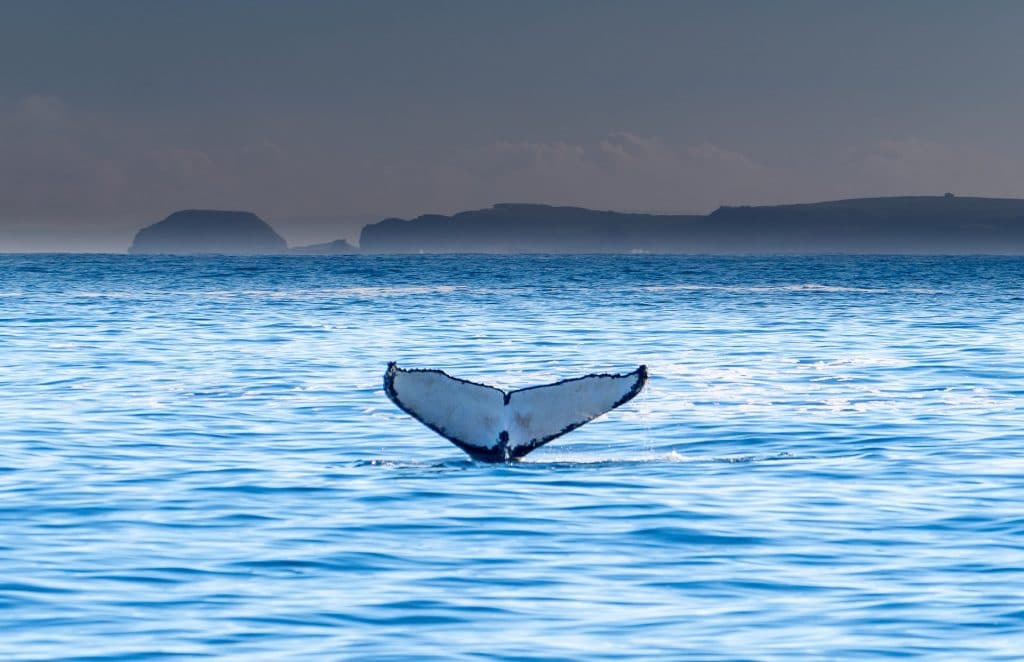Escape To Phillip Island And Have A Whaley Good Time At The Island Whale Festival