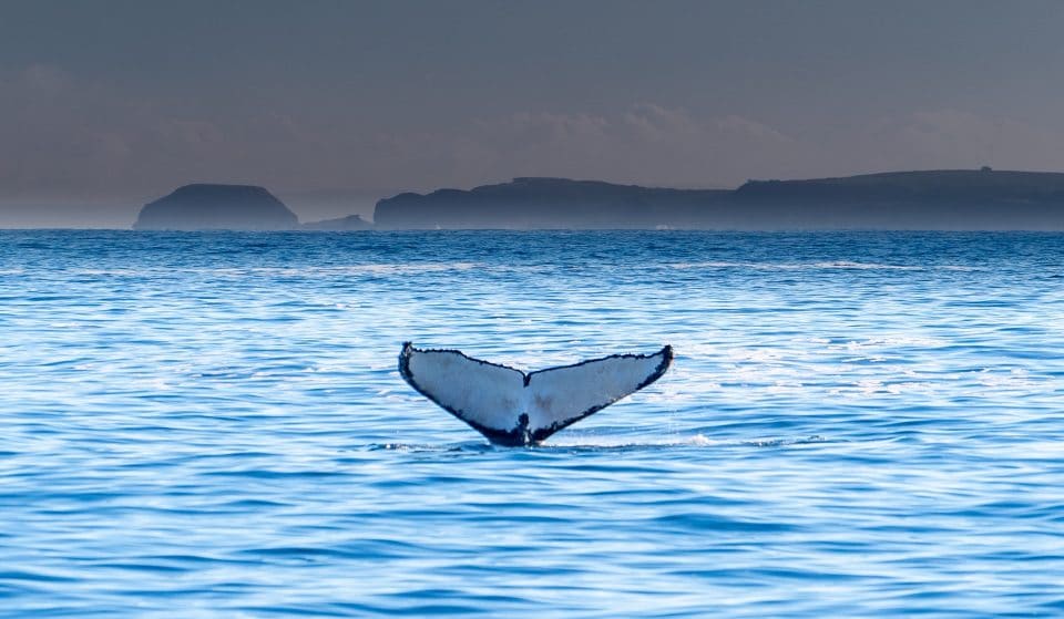 Escape To Phillip Island And Have A Whaley Good Time At The Island Whale Festival