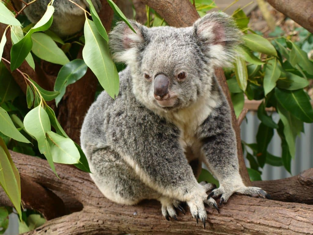 A koala on a tree branch