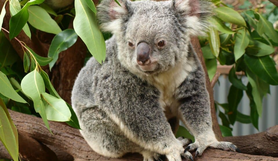 Kyabram Fauna Park Will Become A Part Of The Zoos Victoria Family
