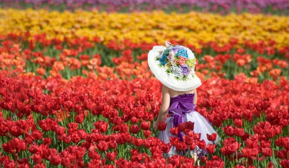 Wander Through Colourful Fields When The Tesselaar Tulip Festival Returns This Spring