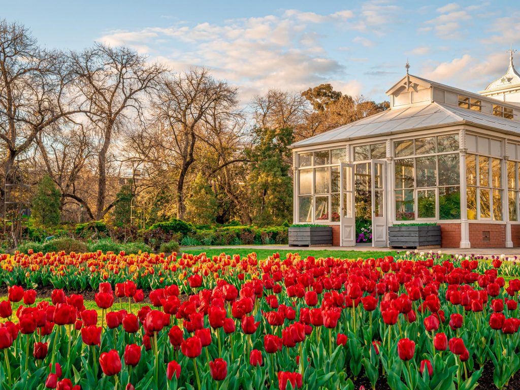 Over 50 Thousand Tulips Will Bloom At The Bendigo Annual Tulip Display