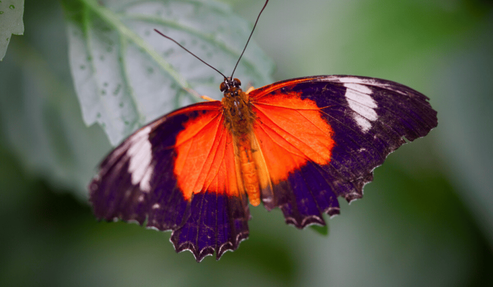 Fly Into The Butterfly House At Melbourne Zoo And Discover Two New Species Of Butterfly