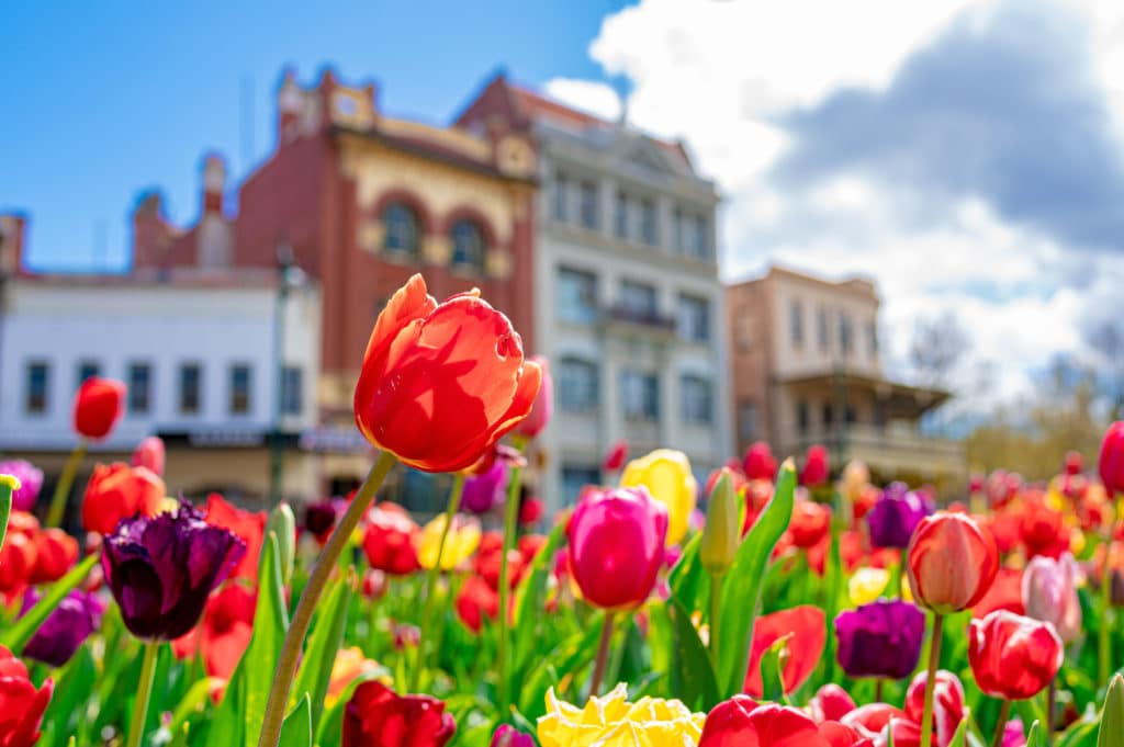 a close-up of some tulips with buildings in the background