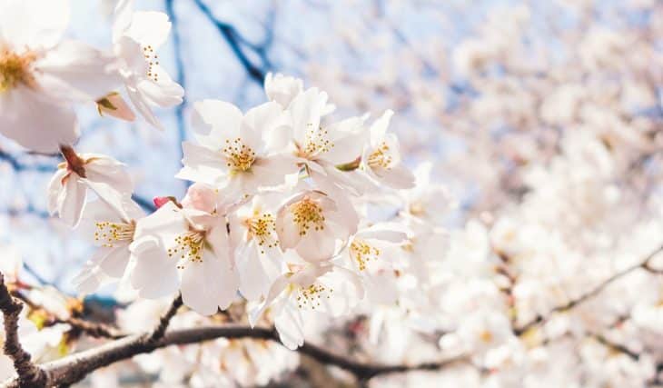 7 Stunning Places To See Cherry Blossoms Around Melbourne