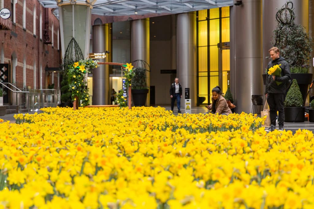 A Sea Of Yellow Flowers Will Take Over Rialto Piazza For Daffodil Day