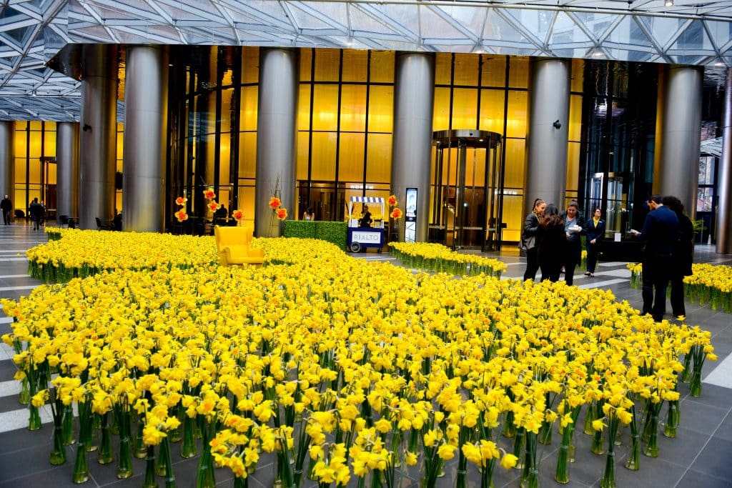 A Sea Of Yellow Flowers Will Take Over The Rialto In Support Of The Daffodil Day Appeal