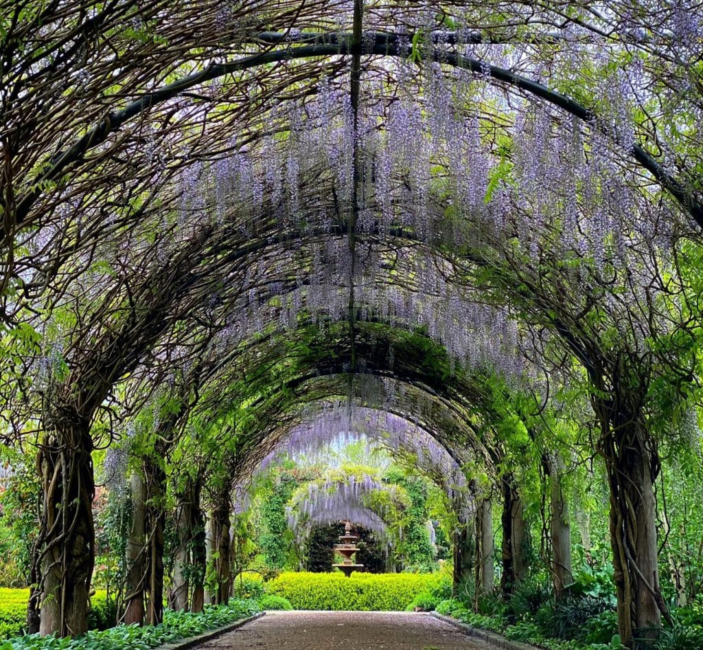 Discover A Whimsical Wisteria Archway At This Garden In The Yarra Valley