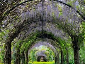 Discover A Whimsical Wisteria Archway At This Garden In The Yarra Valley