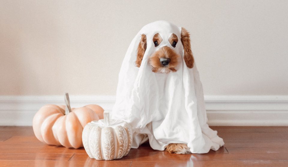 The Adorable Howl-O-Ween Paw Parade Is Coming Back To Port Melbourne