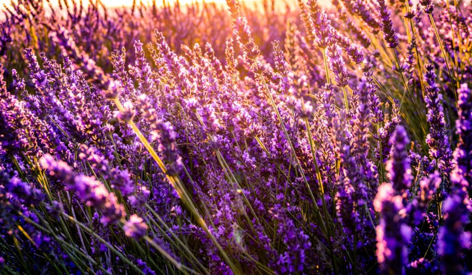 7 Lovely Lavender Fields To Amble Through In Victoria