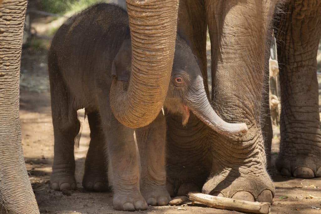 Melbourne Zoo Has Welcomed Its Third Adorable New Elephant Calf