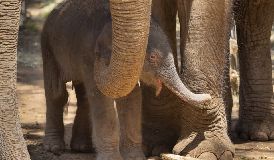 Melbourne Zoo Has Welcomed Its Third Adorable New Elephant Calf