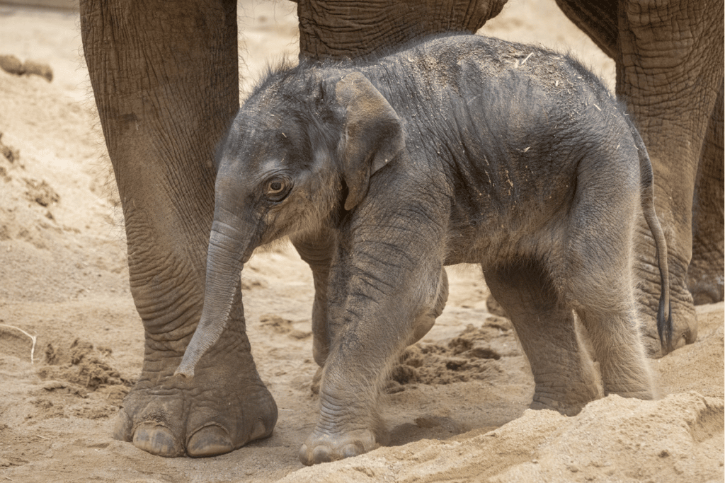 newborn elephant calf at Melbourne Zoo