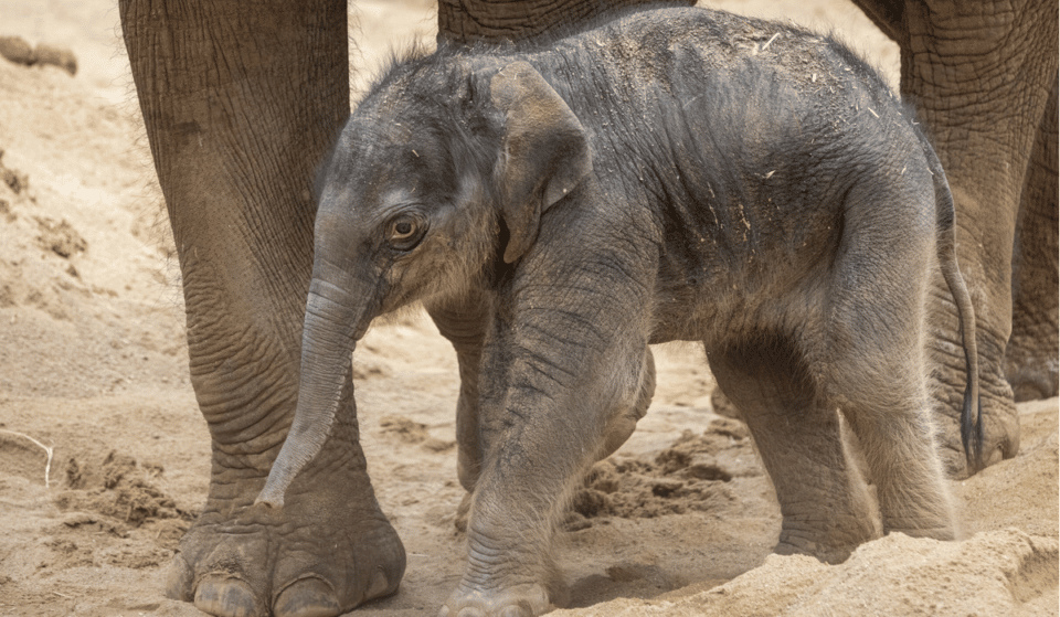 Melbourne Zoo Has Just Welcomed An Adorable New Elephant Calf