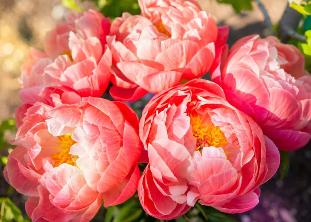 Brighten Up Your Day By Going Peony Picking At These Lovely Farms Around Victoria