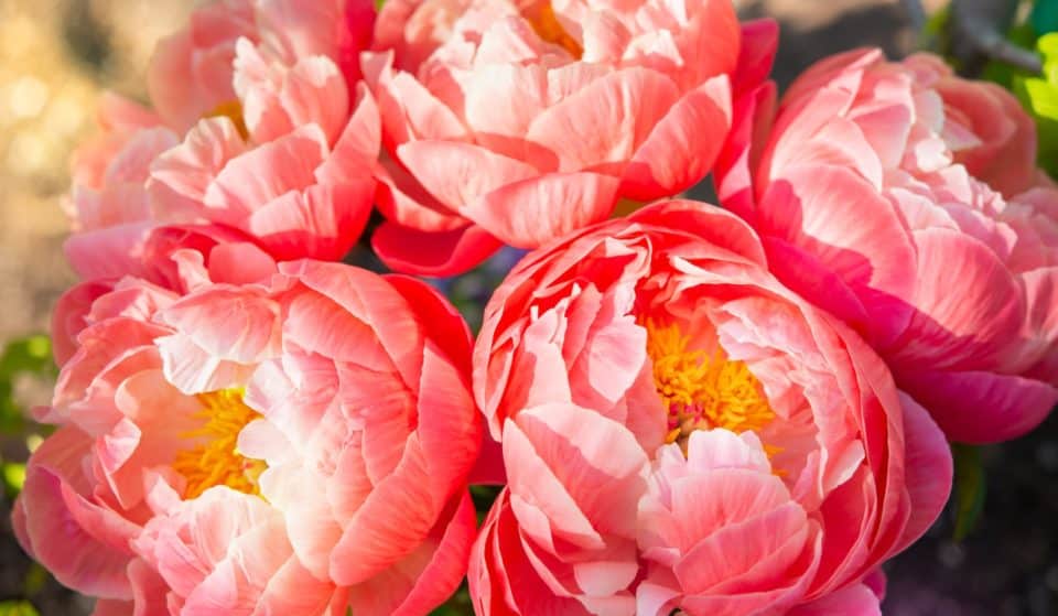 3 Pretty Farms To Go Peony Picking And Admire The Blooms In Victoria