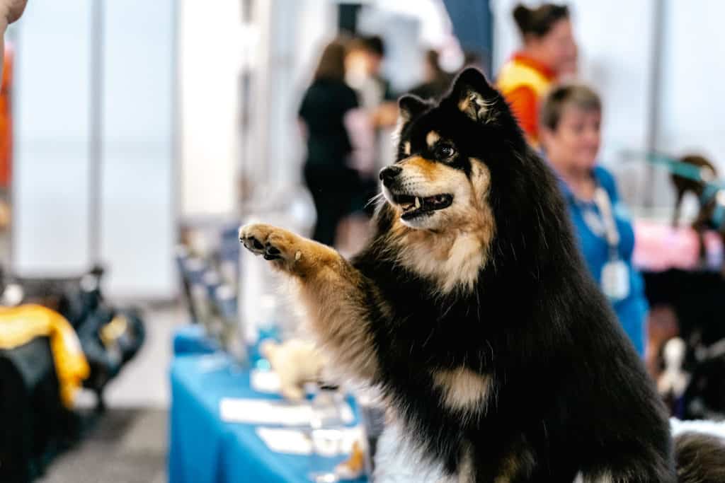 Australia’s First National Pet Show Is Coming To Melbourne Showgrounds