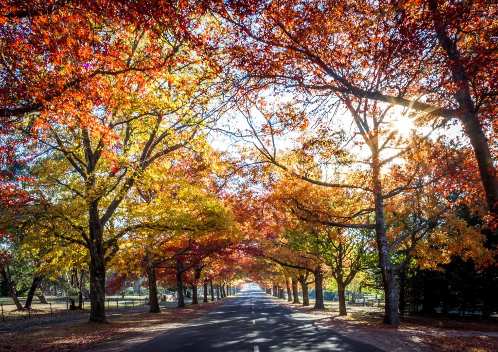 8 Amazing Autumn Festivals To Discover Around Victoria