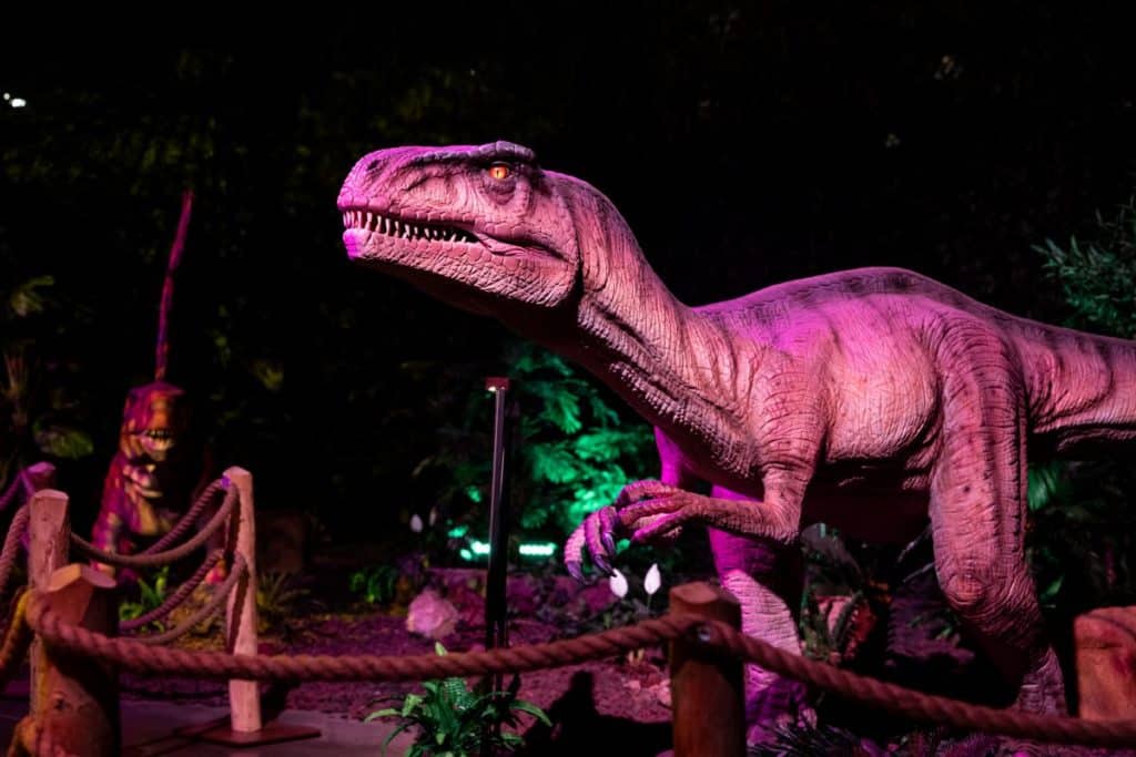 A model of a velociraptor at the Dinos Alive experience.