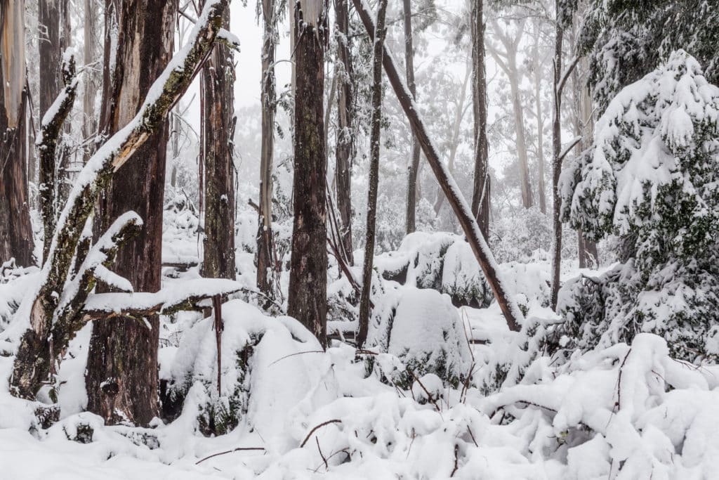 snow covering a forest of trees on Mt Donna Buang in Victoria