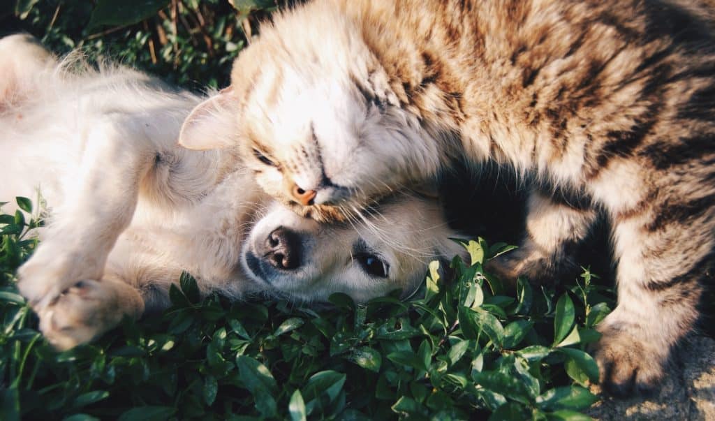 a dog and cat nuzzling faces while lying in grass on a sunny day