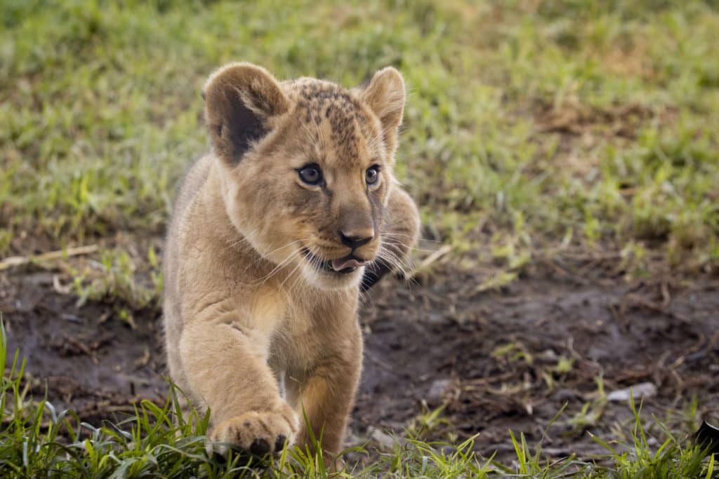 a lion cub with his tongue stickling out a little