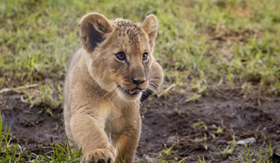 The Three Adorable Lion Cubs At Werribee Open Range Zoo Now Have Names