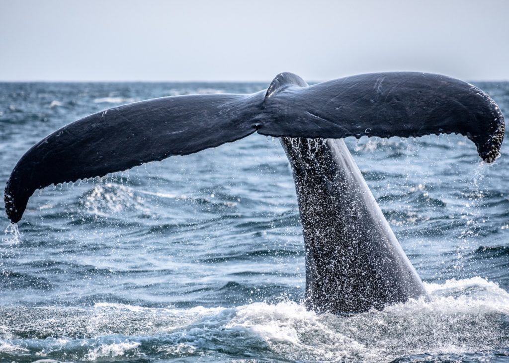 a close look at a whale's tail splashing in the water