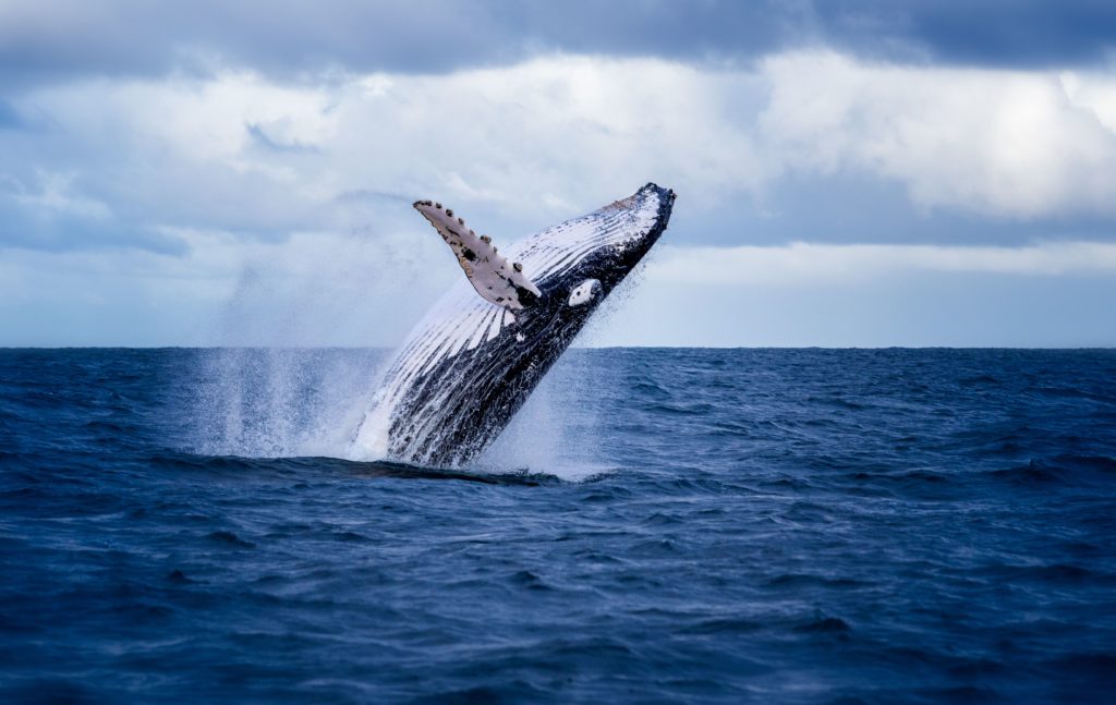 6 Flipping Good Spots To Go Whale Watching In Victoria