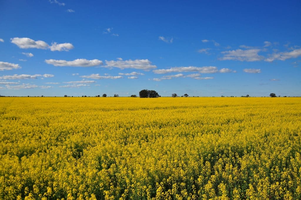 a blooming canola field under a bright blue sky