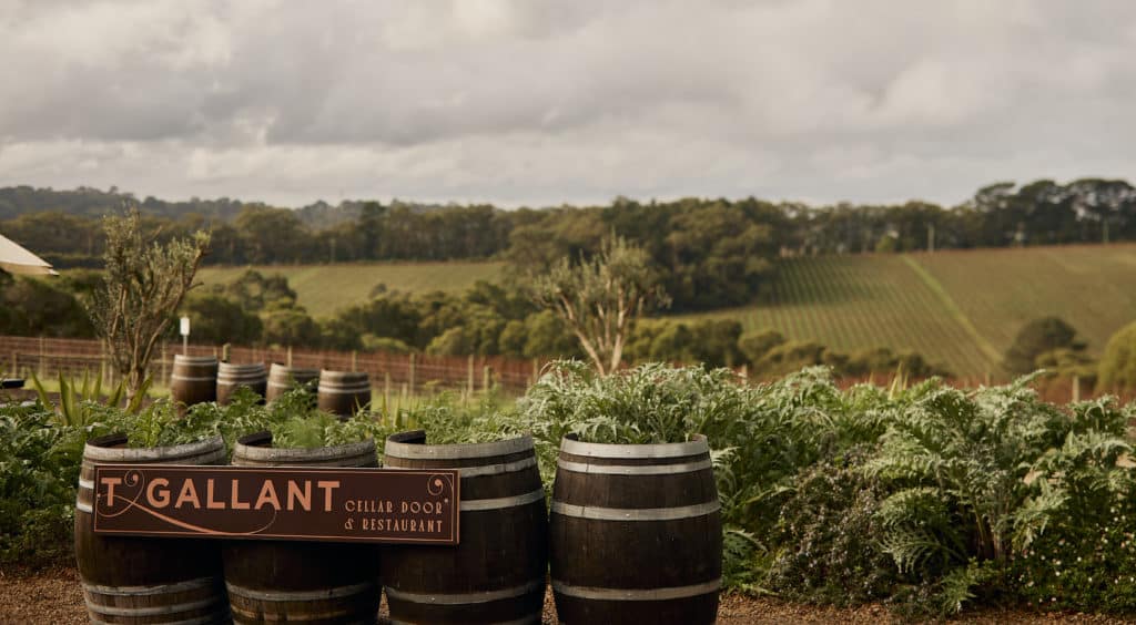 an image of barrels and a vineyard at T'Gallant 